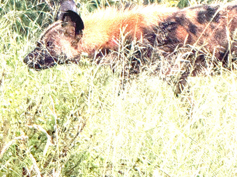 African Safari Group-开普敦必去景点