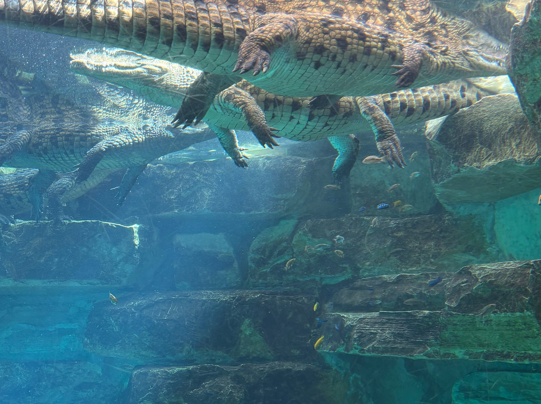 Dubai Crocodile Park-迪拜必去景点