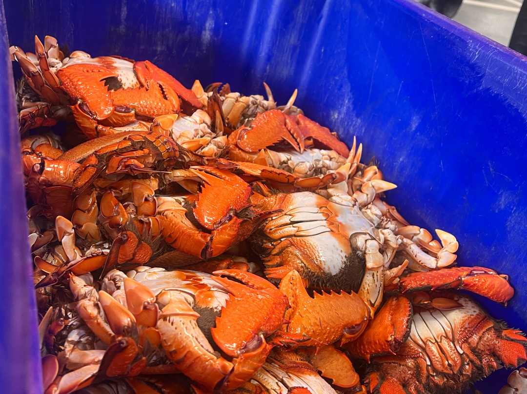Behind the Scenes at Sydney Fish Market-悉尼必去景点
