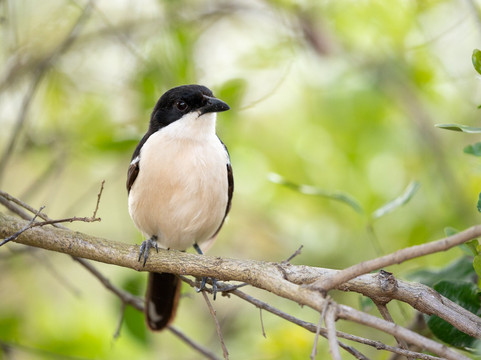 Priva Safaris and Adventures-姆万扎必去景点