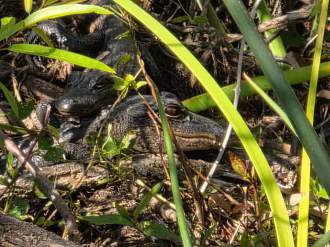 Everglades Swamp Tours-Everglades Wildlife Management Area必去景点