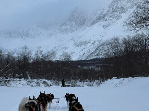 Northern Light Dog Adventure-Nordkjosbotn必去景点