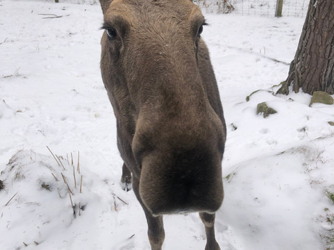 Virum Algpark-Vimmerby必去景点