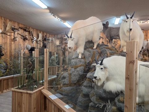 Canadian Wildlife Museum and Gift Shop-弗农必去景点