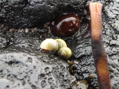 Blackhead Path-Whitehead必去景点