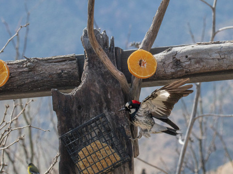Ash Canyon Bird Sanctuary-Hereford必去景点