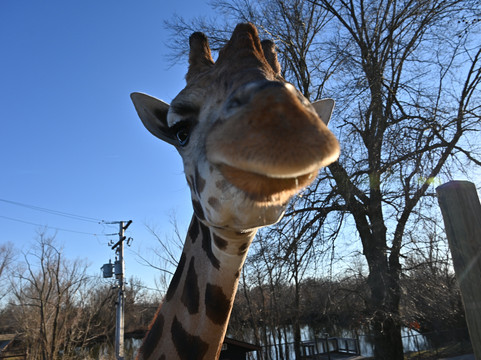 Wild Animal Safari-Strafford必去景点