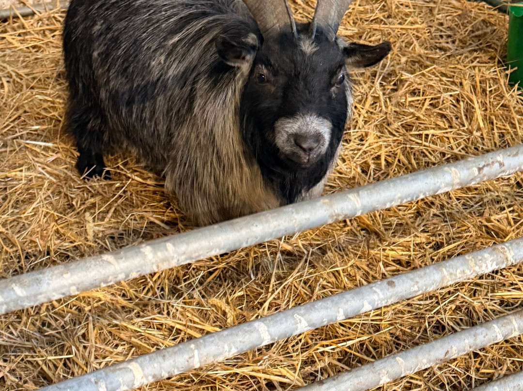 Kinedale Donkeys-Ballynahinch必去景点