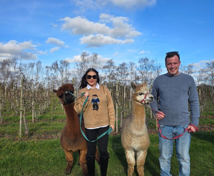 All Things Alpaca Ltd-切姆斯福德必去景点