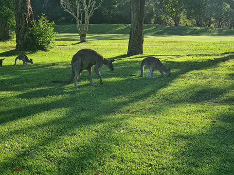 Kangaroo Encounters Guided Tours-尼尔森湾必去景点