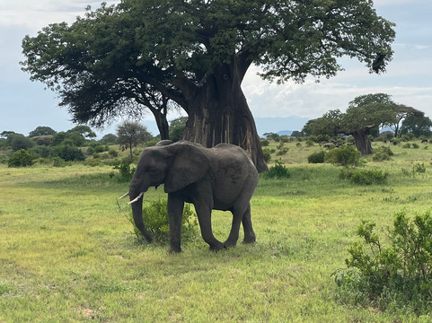 Ajabu Adventures Ltd - Day Tours-阿鲁沙必去景点