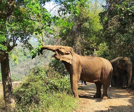 Happy Elephant Home-夜登必去景点