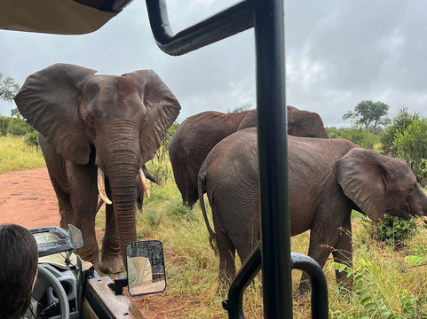 The Other Animals Safaris-克鲁格国家公园必去景点