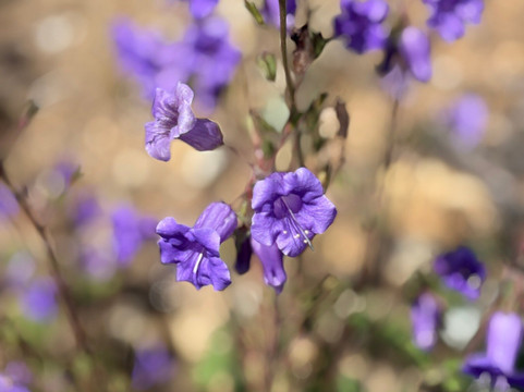 Diamond Valley Lake Visitors Center-赫米特必去景点