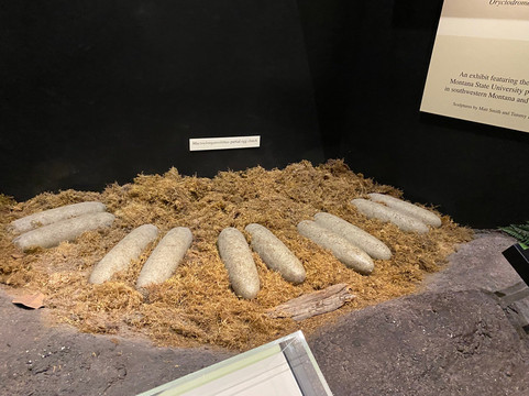 Museum of the Rockies-博兹曼必去景点