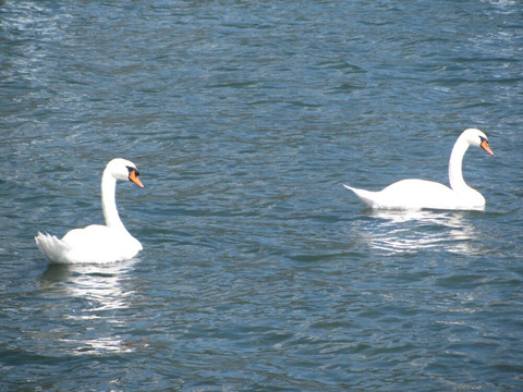 Lungolago di Sarnico-Sarnico必去景点