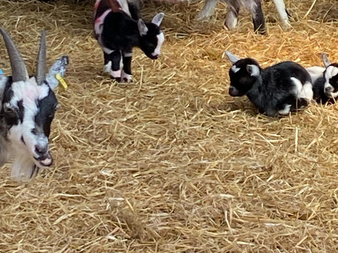 Dalscone Farm Fun-邓弗里斯必去景点