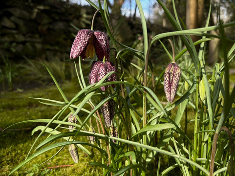 Greba Secret Gardens Greyabbey-Greyabbey必去景点