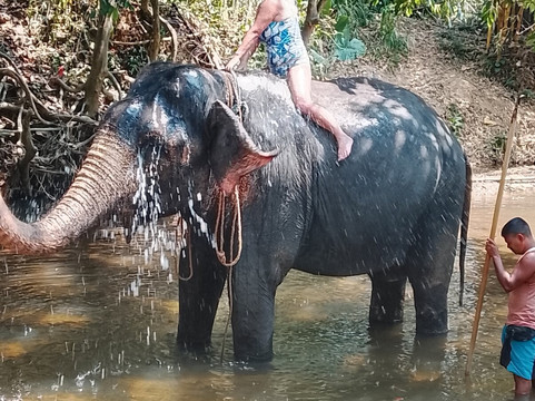 Maharaja Elephants Save Project-凯格勒 必去景点