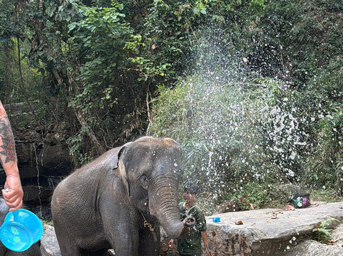 Chiangmai Elephant Sanctuary-清迈必去景点