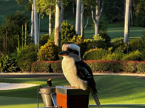 Bonville Golf Resort主图