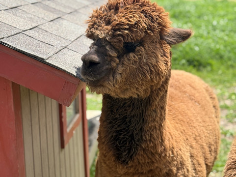 Saracina Vineyards-Hopland必去景点