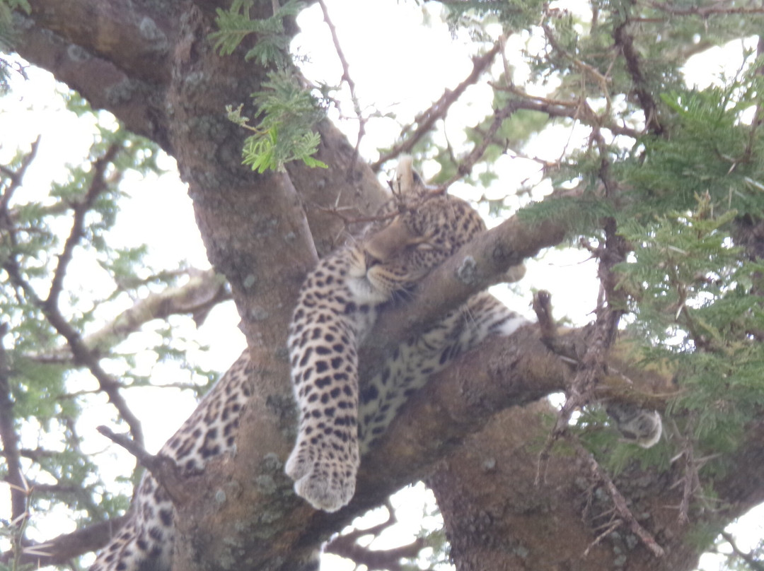 Shanjoy Tours and Safaris-Kikuyu必去景点