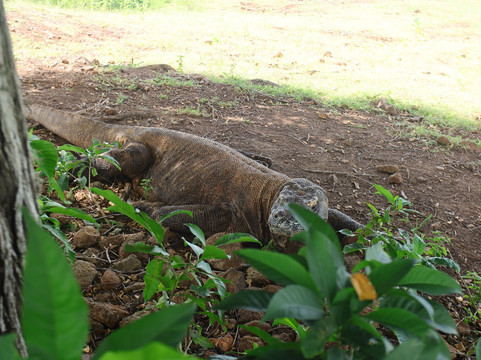 Bale Laut Tour-龙目岛必去景点