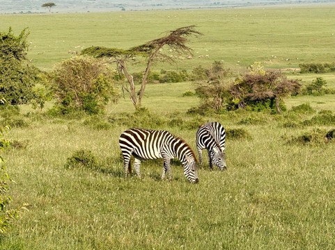 Masai Mara National Reserve-纳罗克必去景点