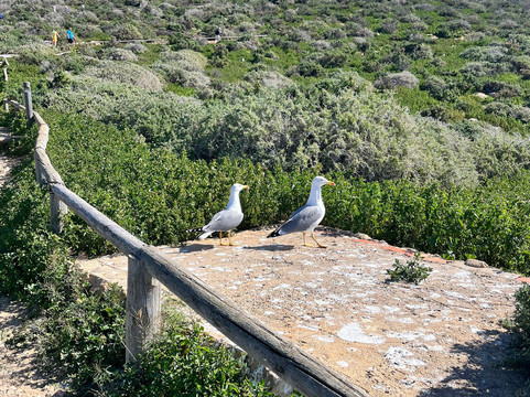 Isla de Benidorm-贝尼多姆必去景点