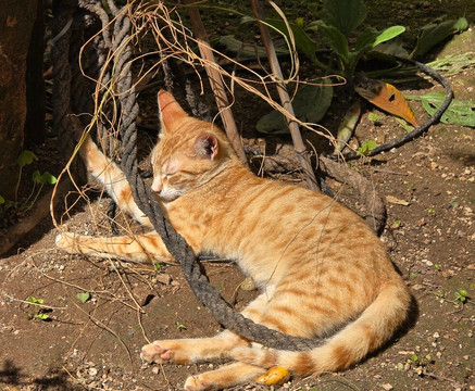 Mysterium Fidei-瓦莱塔必去景点