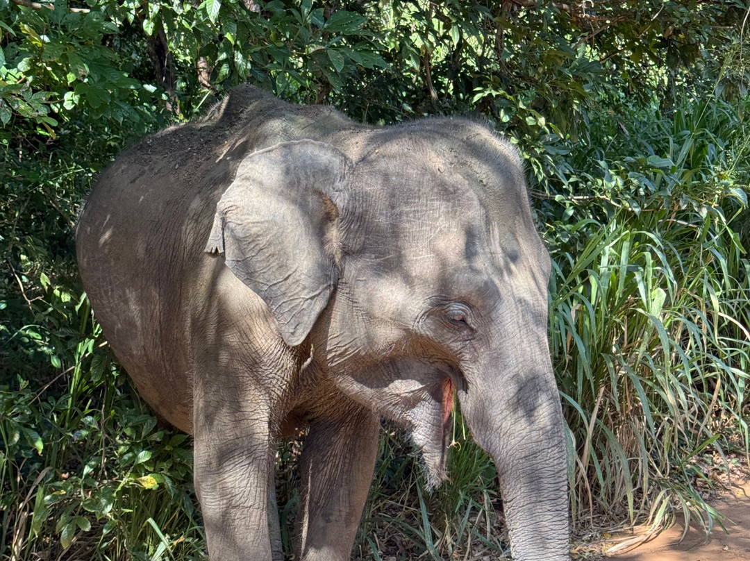 Jeep Safari With Gayan-锡吉里亚必去景点