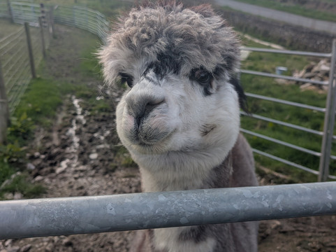 Wreay Syke Alpacas-肯德尔必去景点