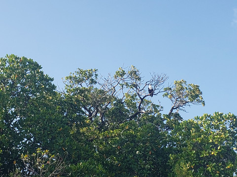 Safari Shwari Mafia Island-Utende必去景点