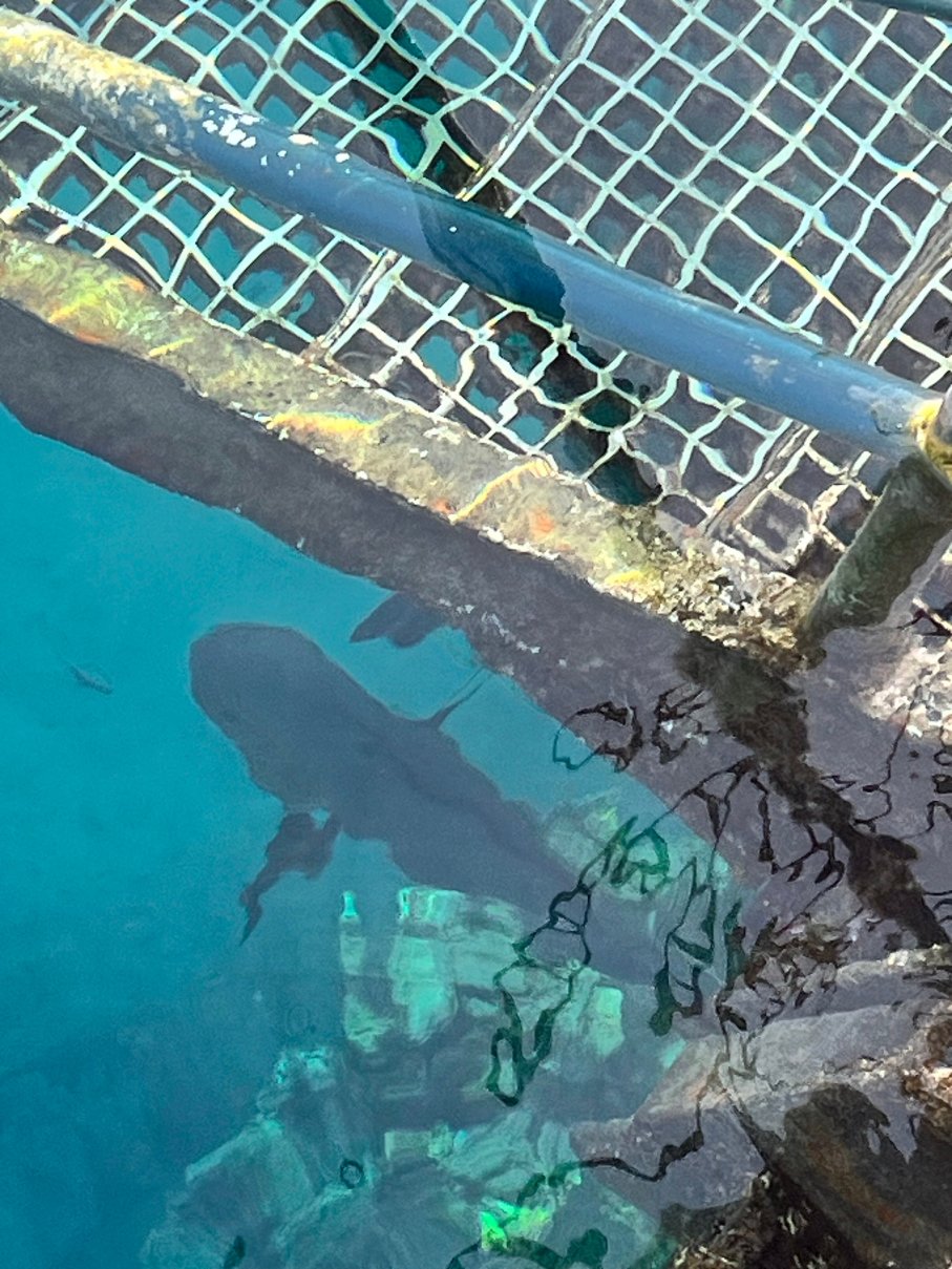 马萨阿拉姆科拉亚施柏阁海滩酒店-泳池