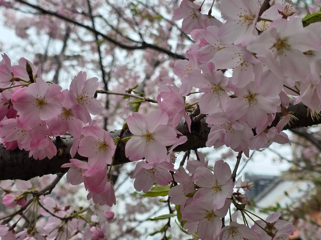 Komatsugawa Sembonzakura-江戸川区必去景点