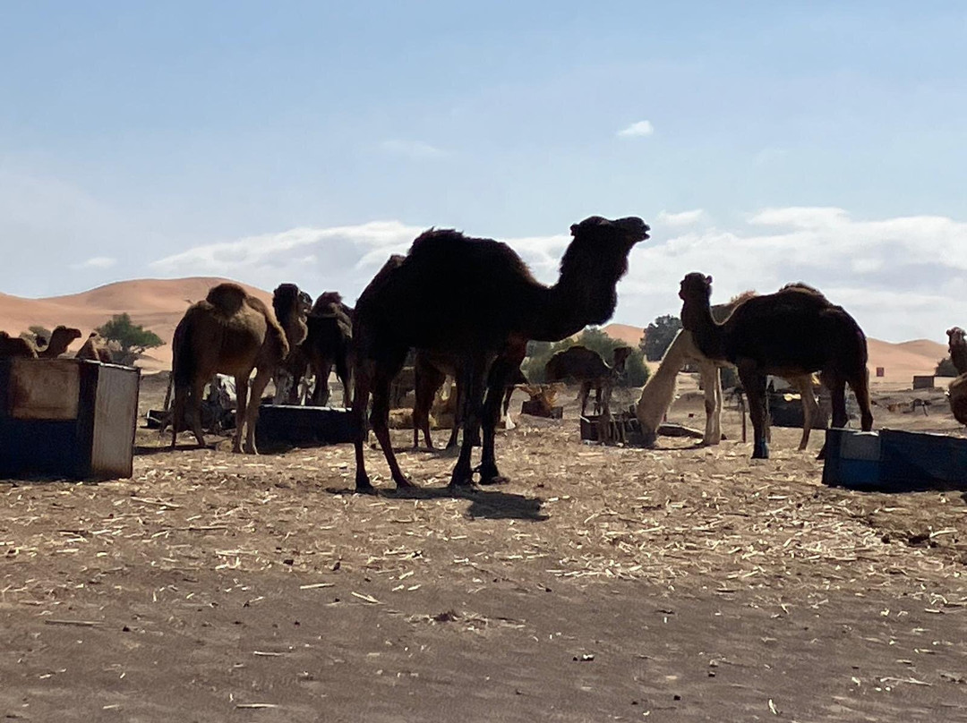 Dades Aventures - Day Tours-瓦尔扎扎特必去景点