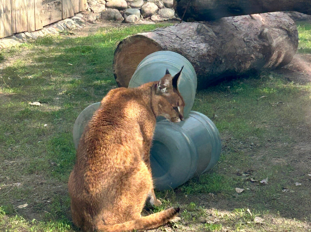 Almaty Zoo-阿拉木图必去景点