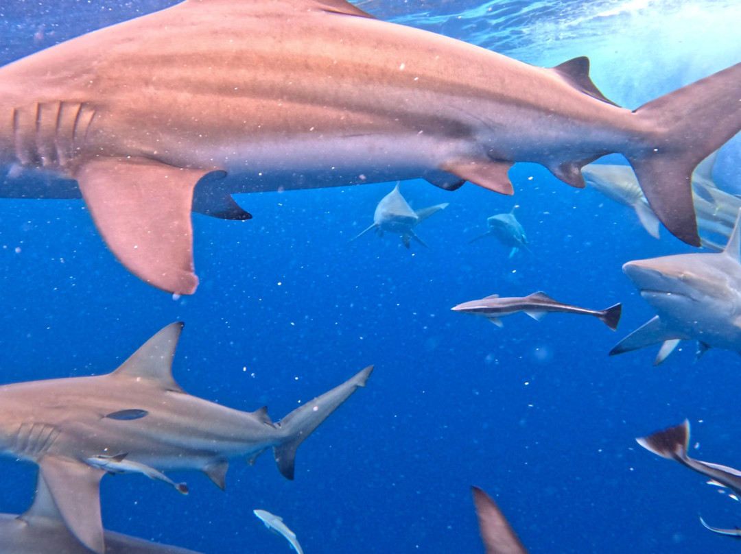 Aliwal Shoal Adventures-Umkomaas必去景点