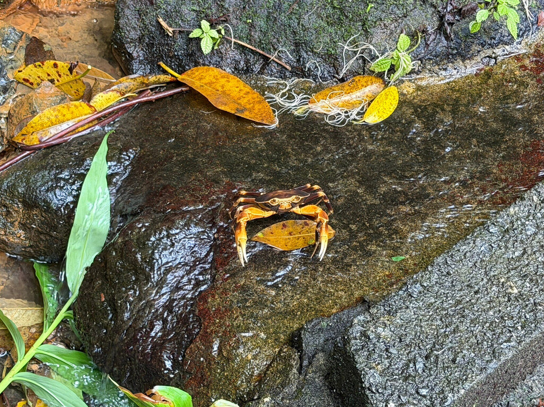 Sheppee Fun Tours Dominica-罗索必去景点