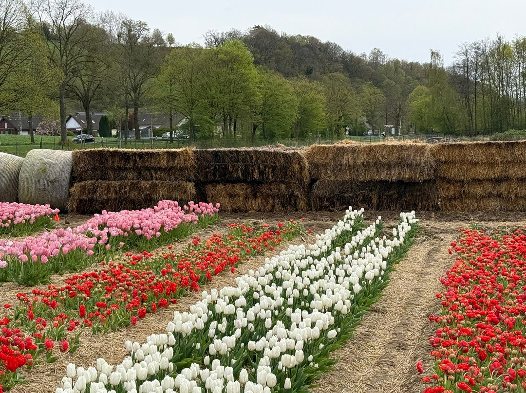 Krewelshof-Lohmar必去景点