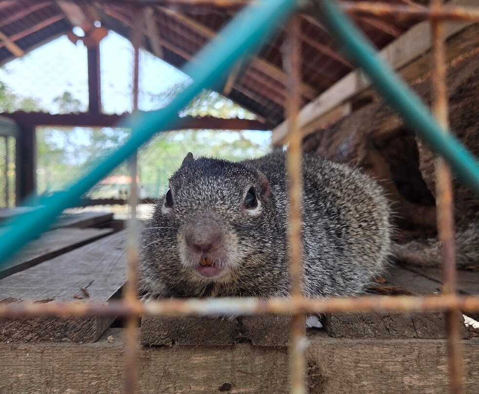 Santuario de Cocodrilos El Cora-Bucerias必去景点