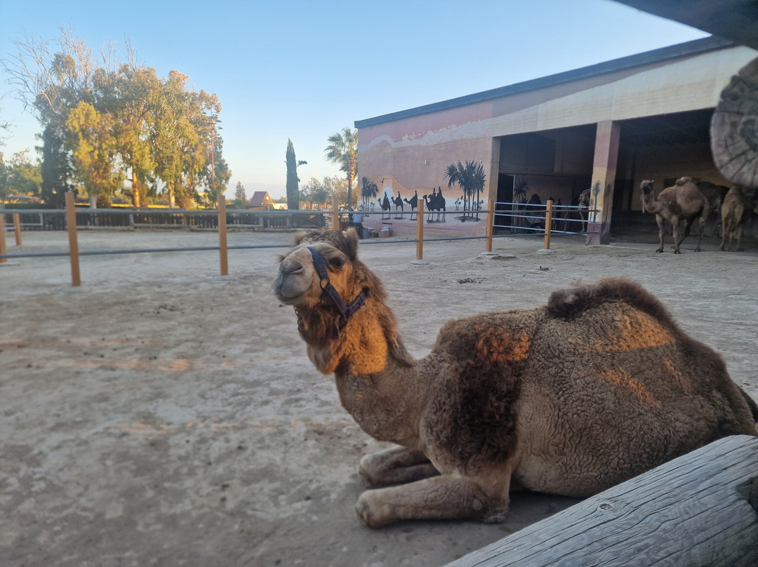 Camel Park-玛佐托斯必去景点