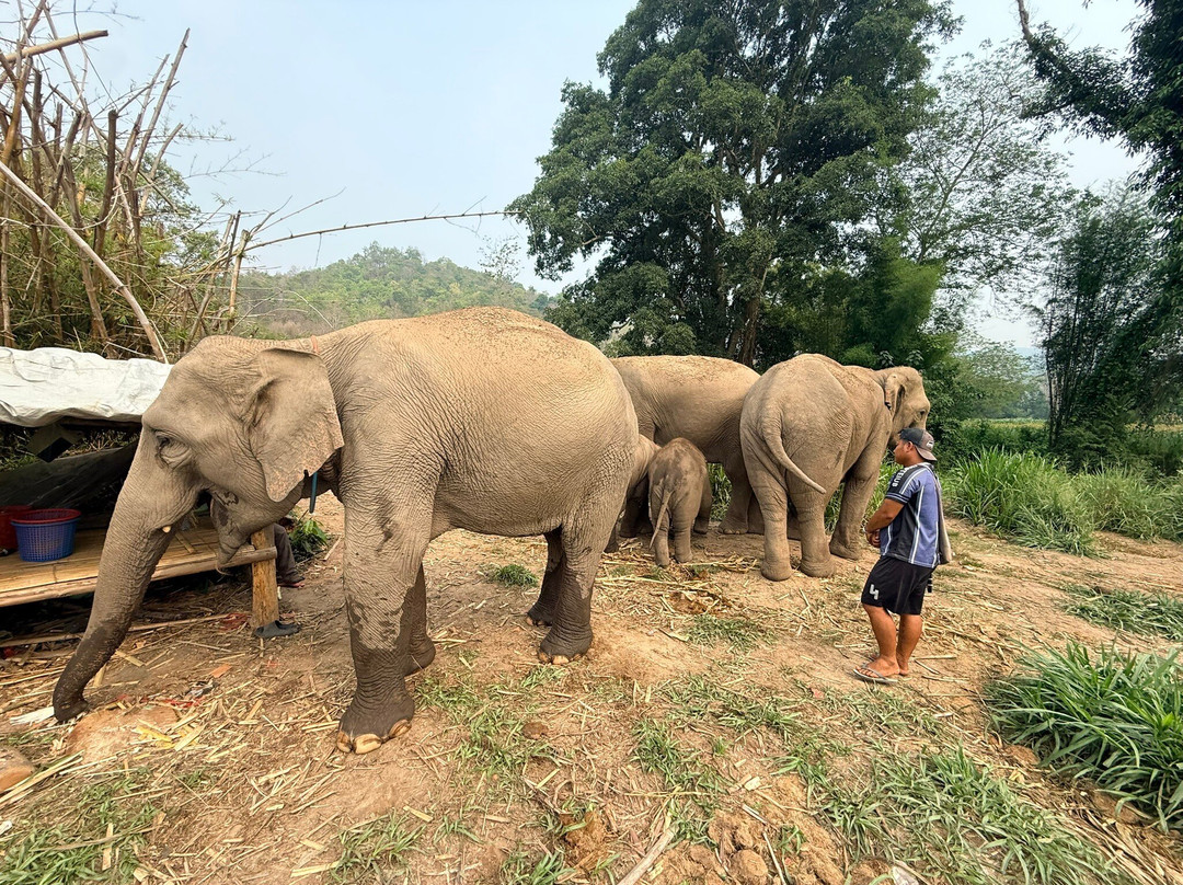 Chiang Mai Elephant Home