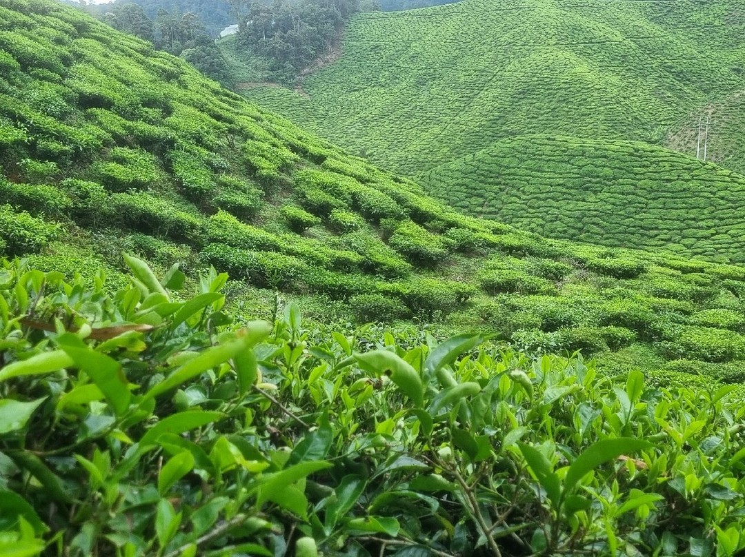 Cameron Bharat Tea Estate-丹那拉塔必去景点