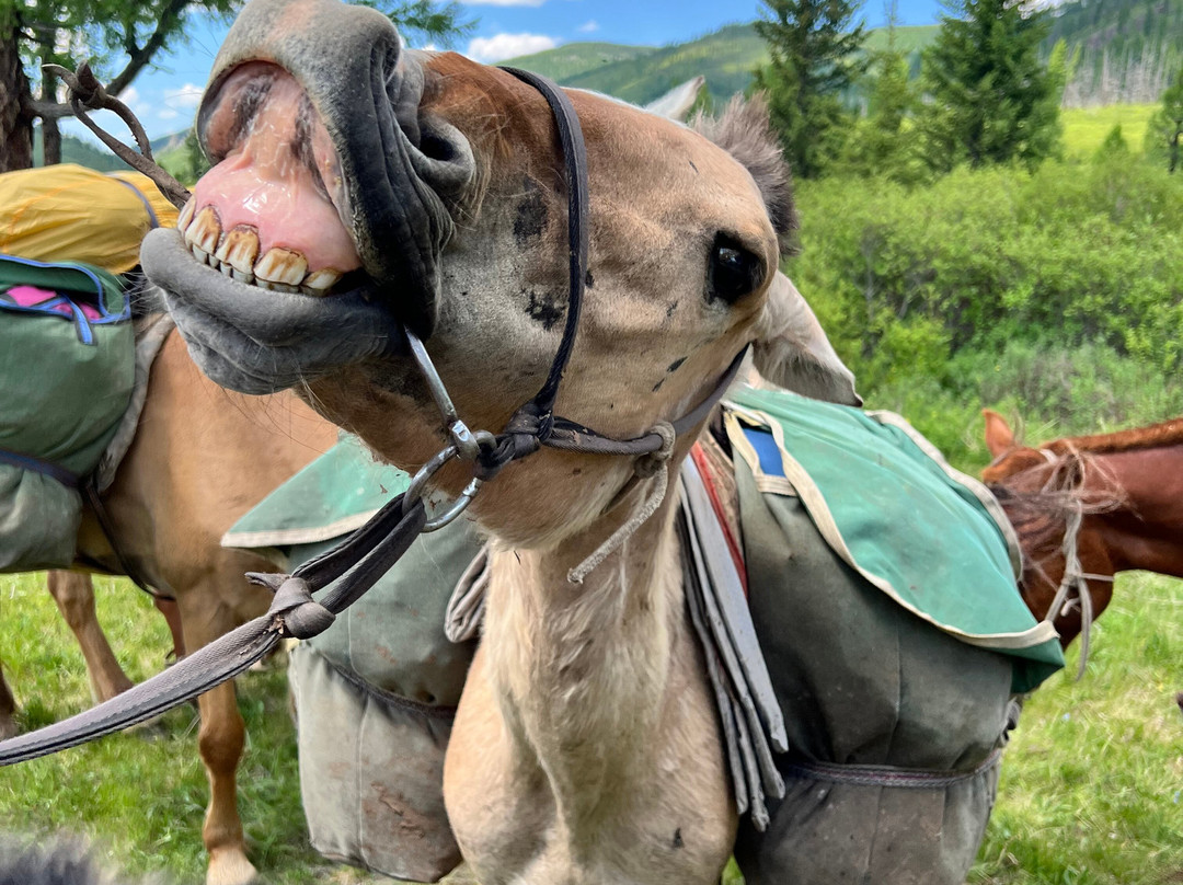 Fat Horse Mongolia-Darhan必去景点
