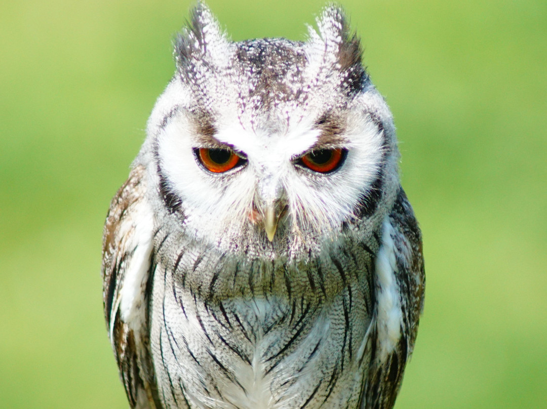 UK Owl And Raptor Centre-Groombridge必去景点