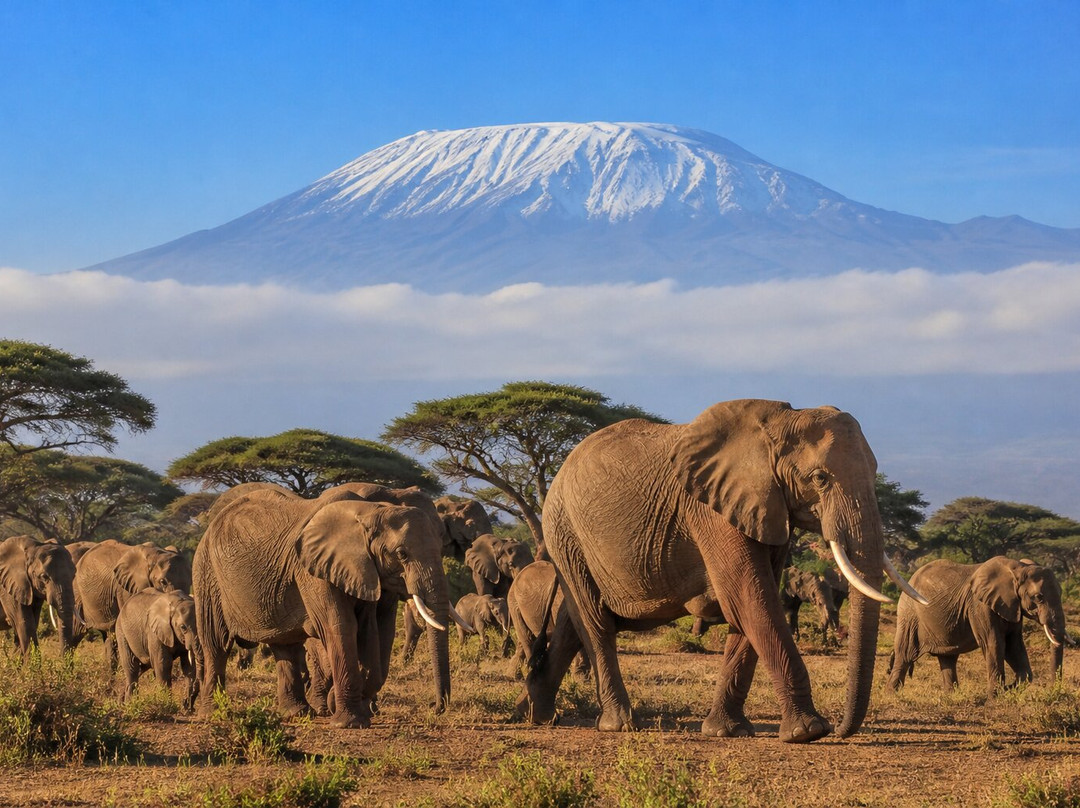 Amboseli National Park-Amboseli Eco-system必去景点