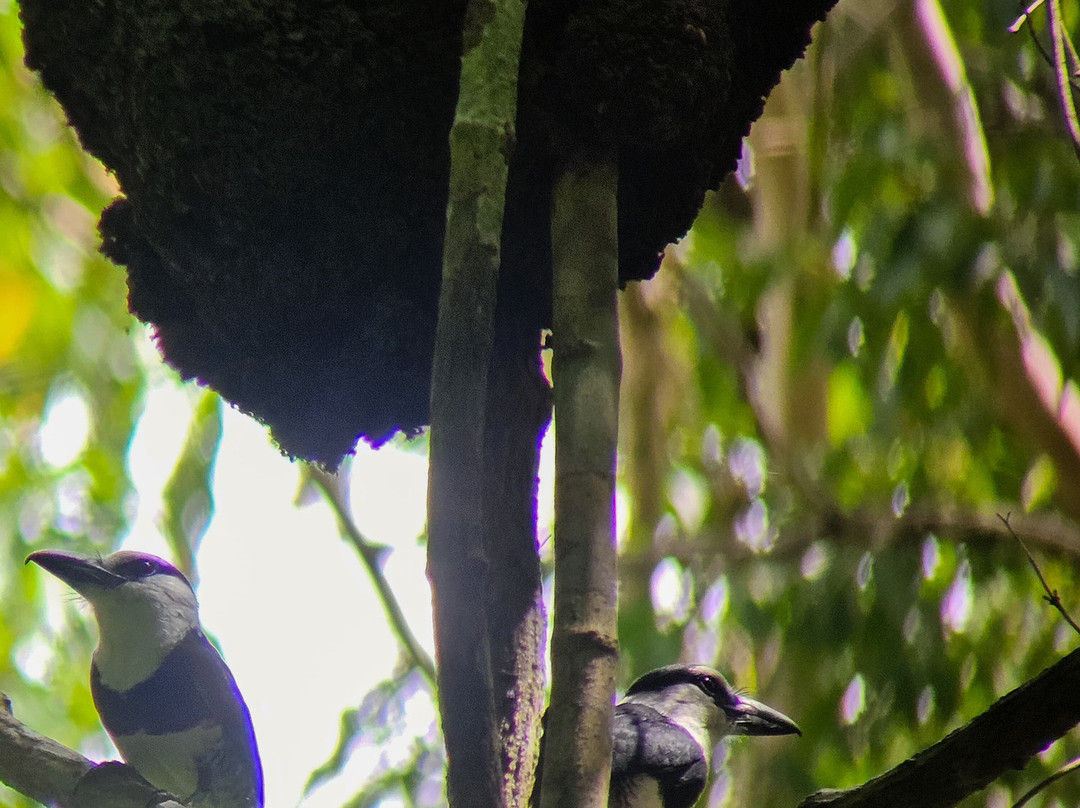 Birding and Nature tours in Carara-Tarcoles必去景点