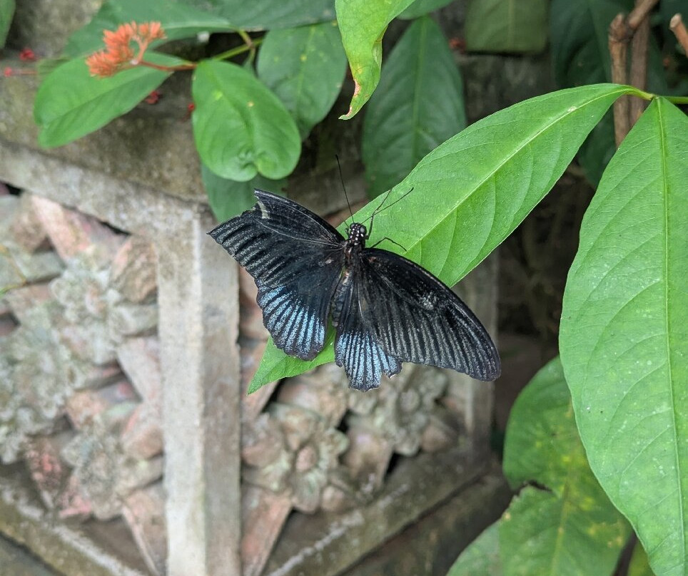 Kemenuh Butterfly Park-Kemenuh必去景点